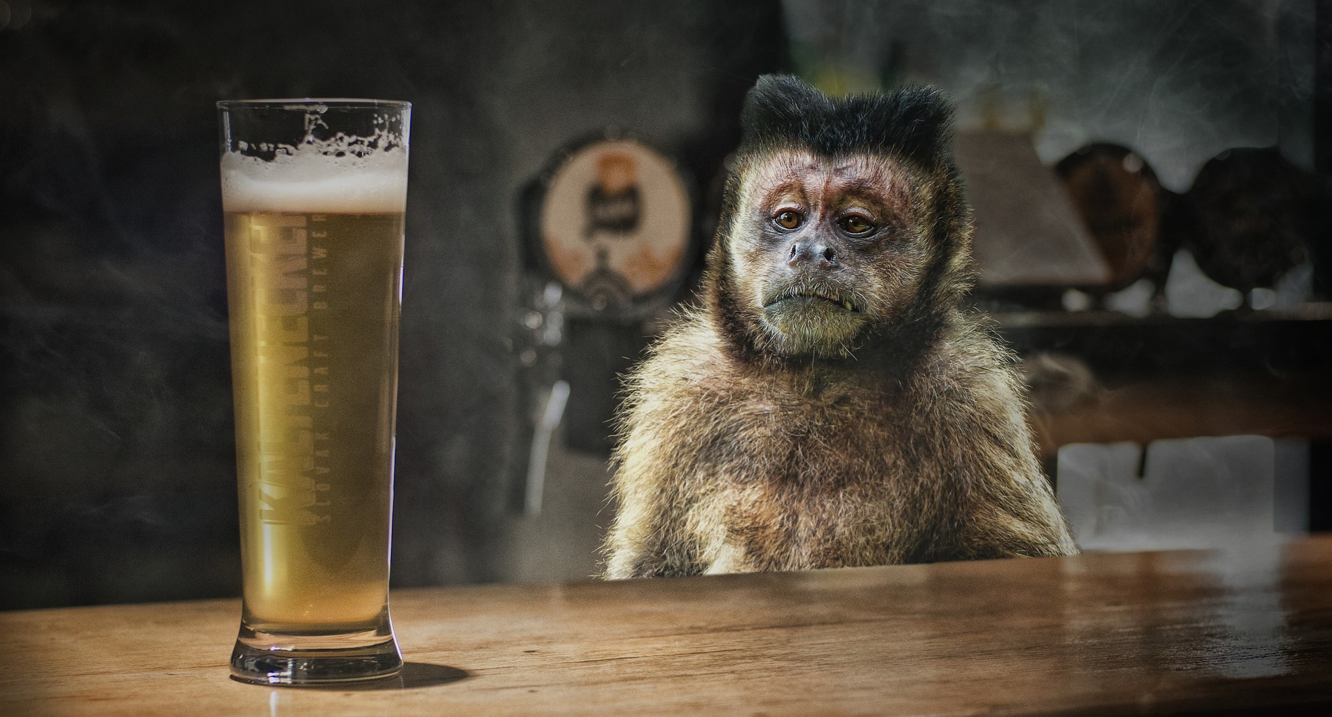 Monkey and Beer